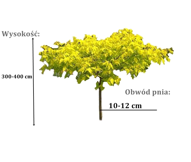 klon odessanum - duze sadzonki drzewa o roznych obwodach pnia